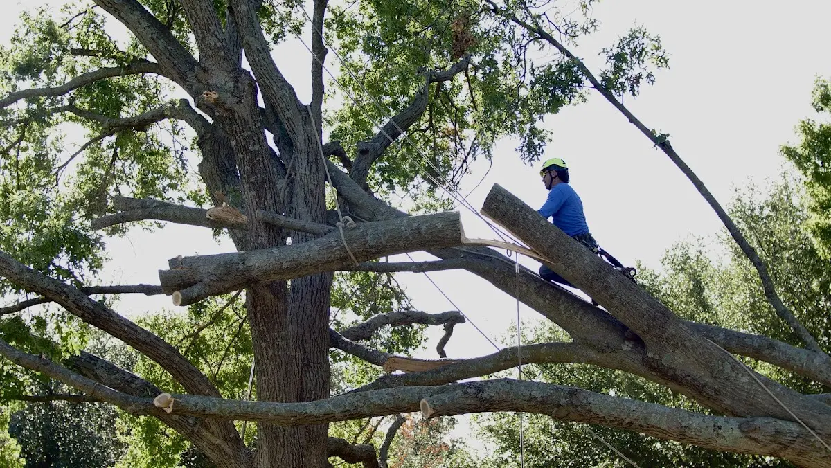 Professional Hazardous Tree Removal performed by certified arborists in Justice
