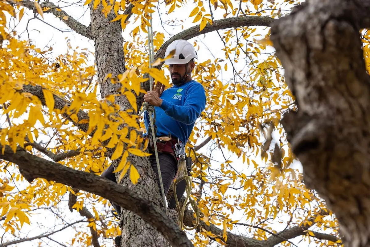 Skilled Tree Pruning crew working in Justice